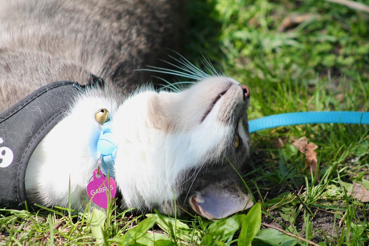 vet-and-wild:  Following my lengthy text post about why outdoor cats are bad, here’s