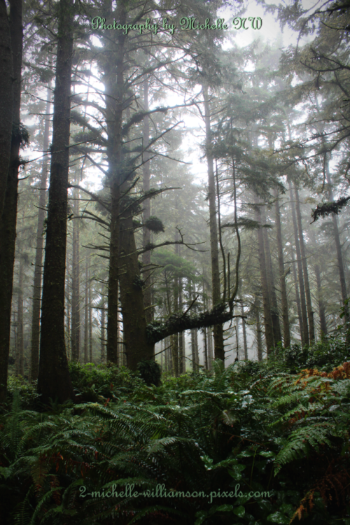 bright-witch: Washington Old Growth Forest Prints