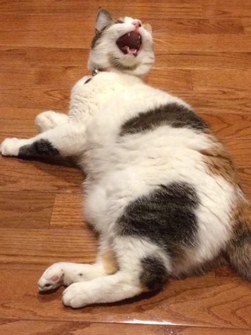 hattiecattie:She scream at own roommate