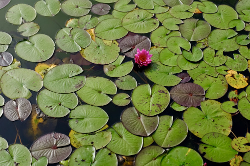 lily pads at the Chicago Botanic Garden, October 2021, photo by Zac Weber