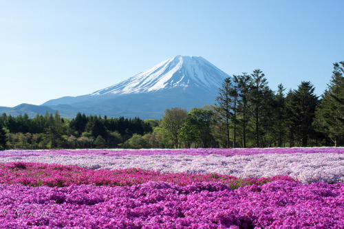 芝桜と富士 by Naoki Ishii on Flickr.