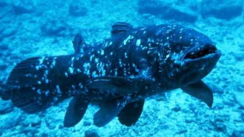 thatfishkid:todropscience:SCIENTISTS CONFIRM THE PRESENCE OF LUNGS IN COELACANTHSCoelacanths are lob