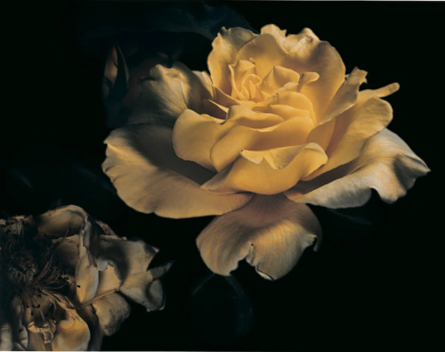labotanique:David Sims | Roses | Visionare Magazine n.40 | Spring 2003