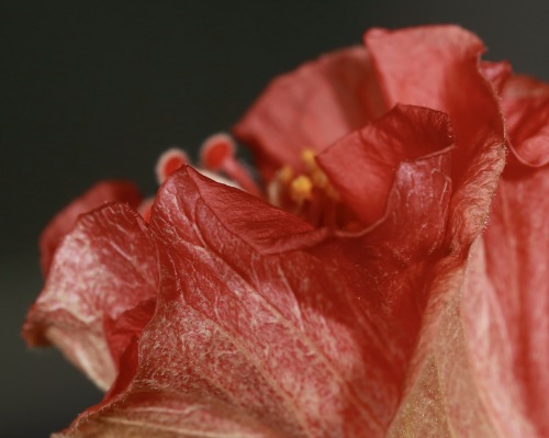 hibiscus flower