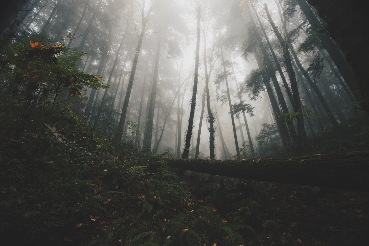 spudthesoundguy:Are we out of the woods yet? Portland, Oregon. November 7th 2014