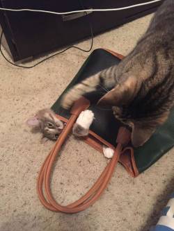 online-cats:  Cat in a bag action shot!