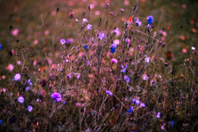 Some of the last flowers in the garden, October 2020.