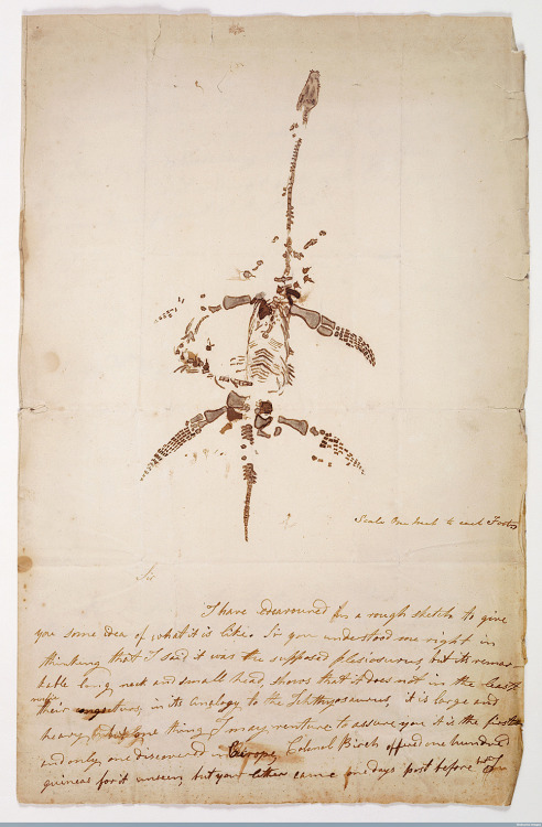 theartfulgene:  A letter and a sketch by Mary Anning, which describes a discovery of a plesiosaur. P