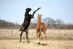 Those long legs though.