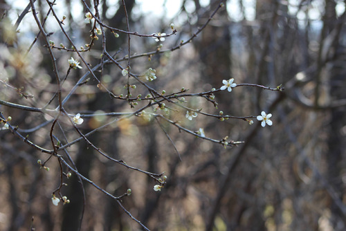 White cuties.Does anyone recognise the bush? 