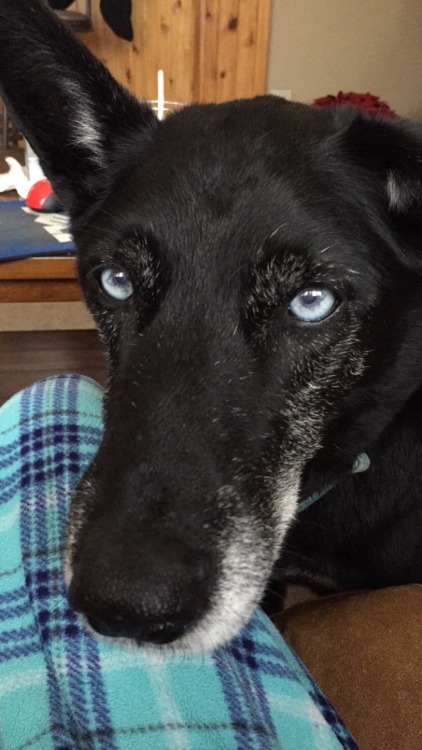 handsomedogs: This is Harley he’s an 11 year old husky X black lab