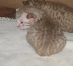 Furrsonalitypets:  My Very First Photo Of Inari, As A 2 Week Old Baby. 