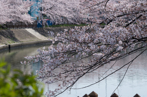 今年の桜２５ - 2018年