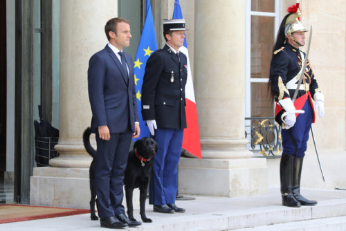 French president Emmanuel Macron just adopted a rescue dog named Nemo and this is the best news i’ve