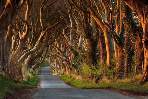 taktophoto:  The Dark Hedges Ireland’s Beautifully Eerie Tree-Lined Road 