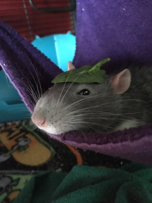 wrigglyrats:Look at my boy and his fancy hat, don’t he look dapper?