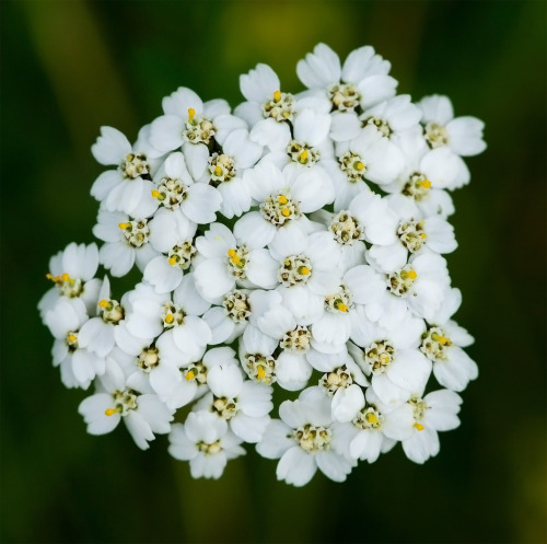 thepoisondiaries:  Yarrow A healer of renown, Yarrow leaves bind an open wound to keep infection at bay and knit tender flesh, rent in battle. Its leaves grow in long green feathers and they may be chewed and applied as a poultice with further feathery