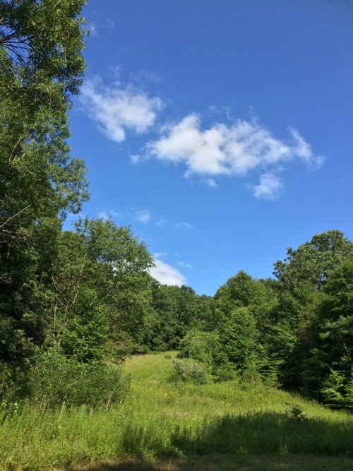 oaktreebumblebee:Clatter