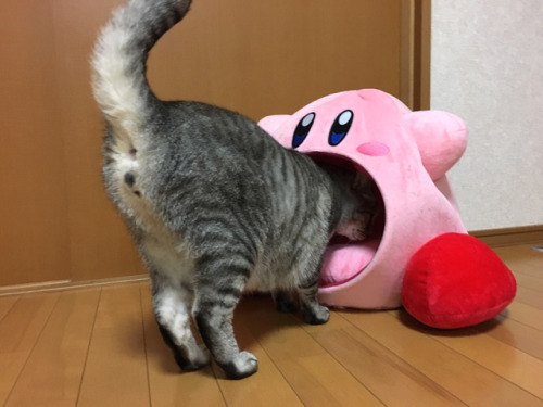 “What would it be like to be sucked up by Kirby?” Well this Kirby doesn’t steal an