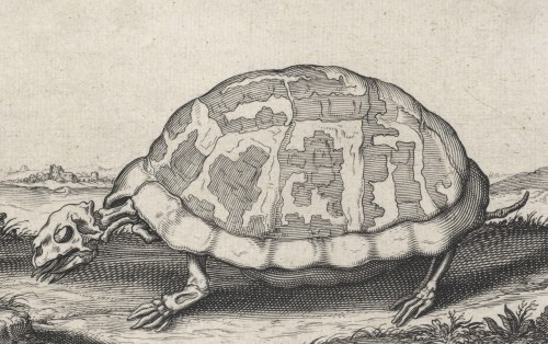 Skelet van een schildpad - Andries Jacobsz. Stock, after Hendrick Hondius and Teodoro Filippo di Lia