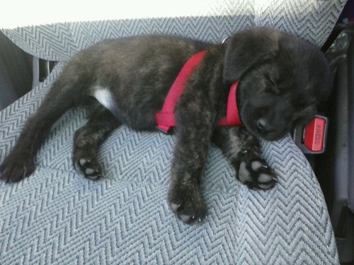 many-splendored-rat:Puppy is worn out from being a good dog at the park.