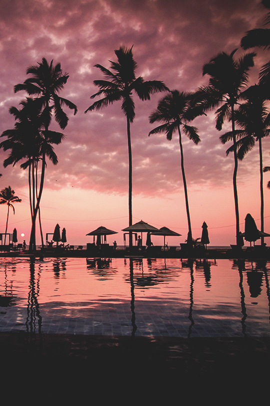 modernambition:  Palms | MDRN