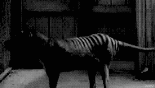 haunt-me-gently:It’s so haunting knowing you’re looking at the last animal left of its species, and knowing it’s dead. There are no more Thylacines left. You are literally looking at footage of the last living one in existance before it died in