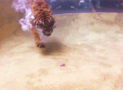 Porn orionsnacks:  Swimming tigers at Australia photos