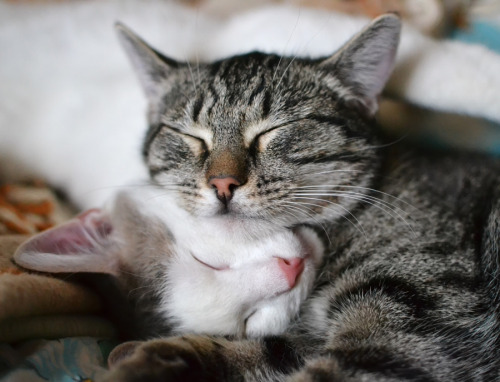 (via Hanna-darzy)