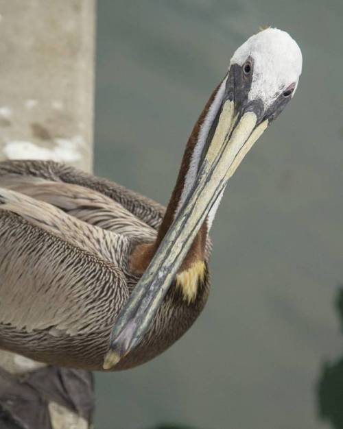 The Pelican Stare#pelican #pelicans #cool #bird #birds #birdsofinstagram #birdsofig #animal #animals