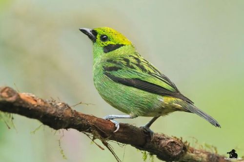 Emerald Tanager#nature_worldwide_birds #bird_captures #your_best_birds #birdphotography #emeraldta