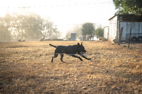 Had an early start on the farm this morning. Walked about with my pup who ended up terrorising the h