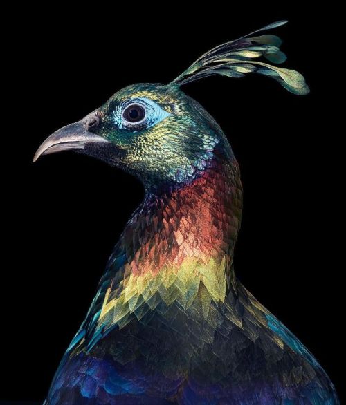 If The Greek Gods Would Be Birds: