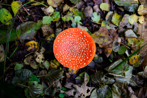 Début de l’automne en forêt domaniale de Notre-Dame, Ile-de-France.