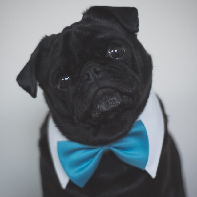 pugadise:  kristymbeck  What a hansom little doggy with his bow tie
