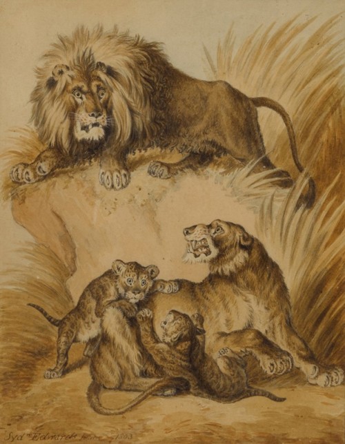 antiqueanimals:

A Lion, Lioness and two cubs, Sydenham Edwards 