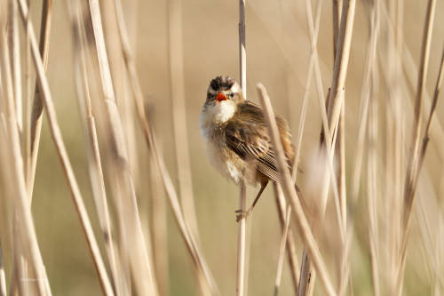 Singing in the reedA trustful sedge warbler (I hope the identification is right ;-))