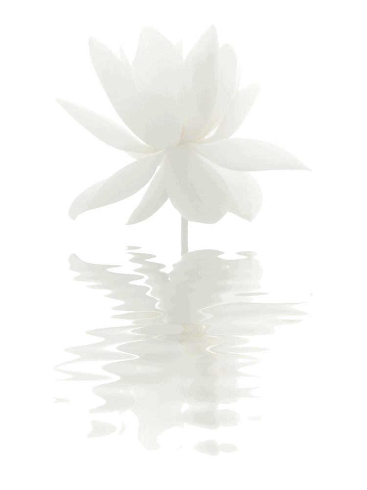 White Lotus Flower Reflections
by Bahman Farzad