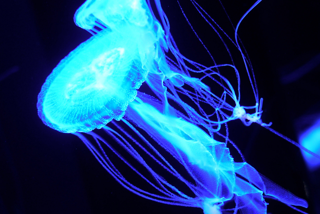 oceanographic:  月 (by キコ)