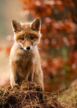 morethanphotography:  Fox by RobertAdamec