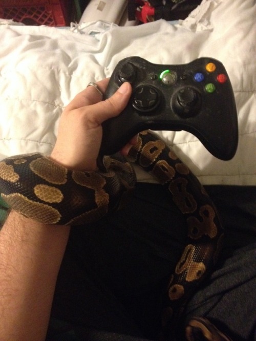 Gaming with pets…