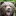 Porn photo babyanimalgifs:  Grizzly climbing a cliff