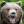 babyanimalgifs:  Grizzly climbing a cliff porn pictures