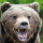 Sex babyanimalgifs:  Grizzly climbing a cliff pictures