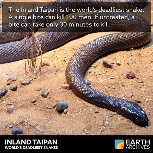 The Inland Taipan is the most venomous snake in the world. It was first described in the 1800s but t