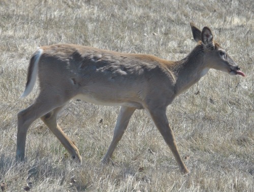 firedanceryote: Few random deer photos I took. Last one was absolute win on the timing xD Nikon d300