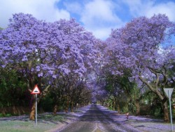 It’s summer down under (Jacaranda trees)