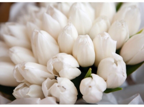 Картинки через We Heart It weheartit.com/entry/103550999 #beautiful #flowers #lovely #tulips 