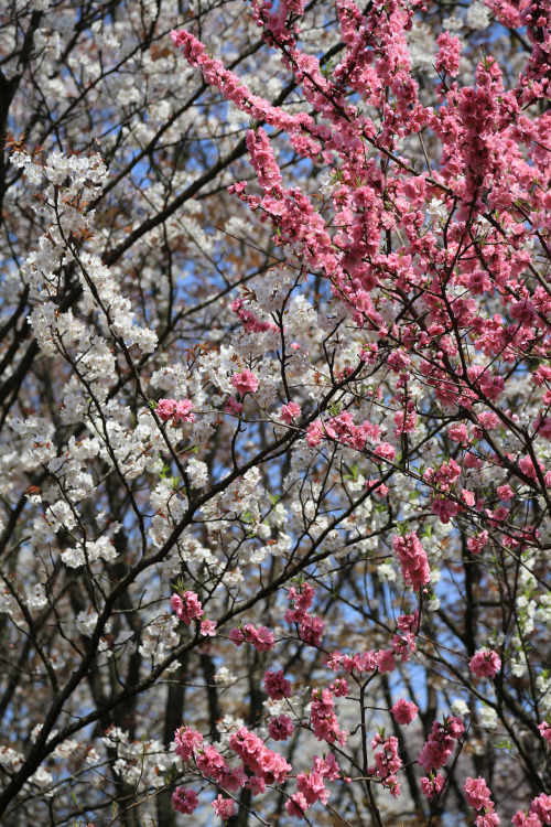 Kyoto Cherry Blossom Show 京都 桜案内airoplane.net By : Norio NAKAYAMA