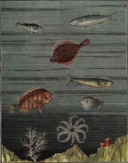 nemfrog:Aquarium. The Motograph moving picture book. 1898. Book comes with a “transparency” that when pulled along the surface of the image makes it move. 
